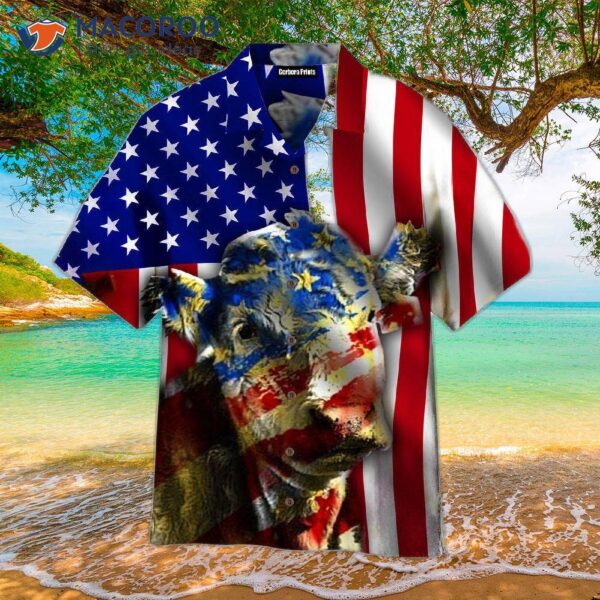 Independence Day Is Celebrated On The 4th Of July With Hereford Cows, American Flags, And Hawaiian Shirts.